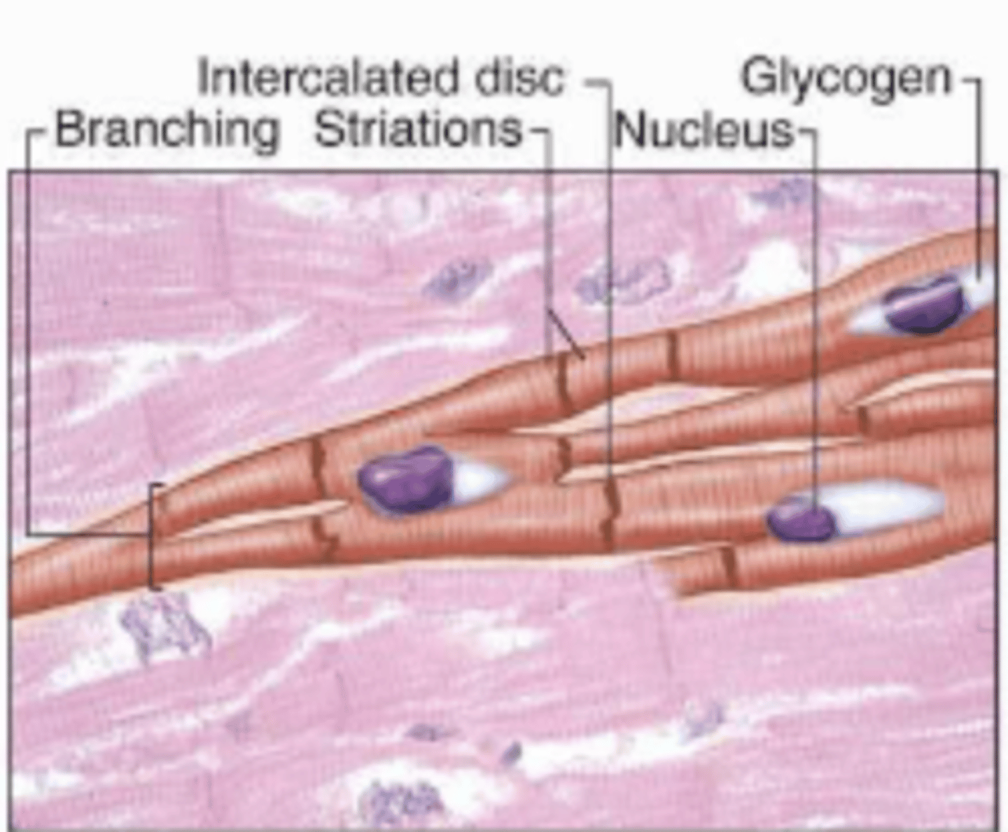 <p>Contain branched individual muscle cells, single nuclei, intercalated discs, and striations</p>