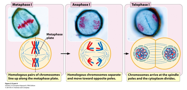 <p><span>Cell divides to form 2 cells and nuclei reform</span></p><p><span>Number of chromosomes per cell = 23 (humans)</span></p><p><span>Number of DNA molecules per cell = 46 (humans)</span></p>