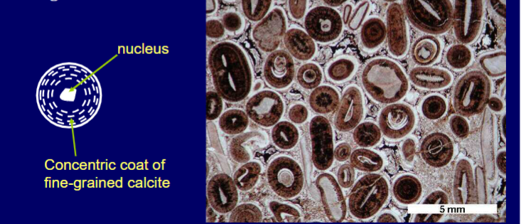 <p>Nucleus, concentric layers around. <2mm</p><p>Big ooids >2mm are pisoids</p>