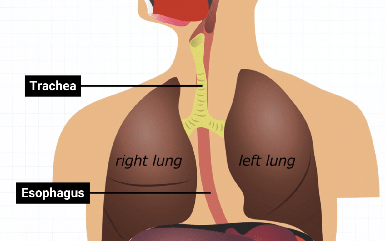 <p>Toward the dorsal/back side</p><p>ex: The esophagus is posterior to the trachea </p>