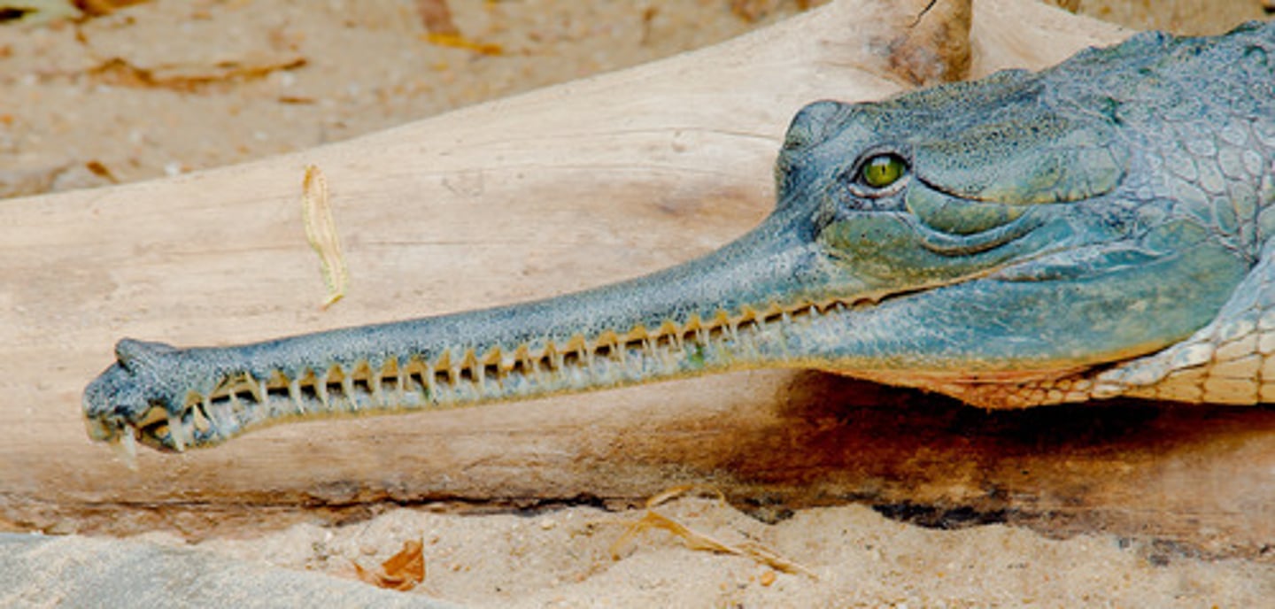 <p>(Tomistoma schlegelii)</p>