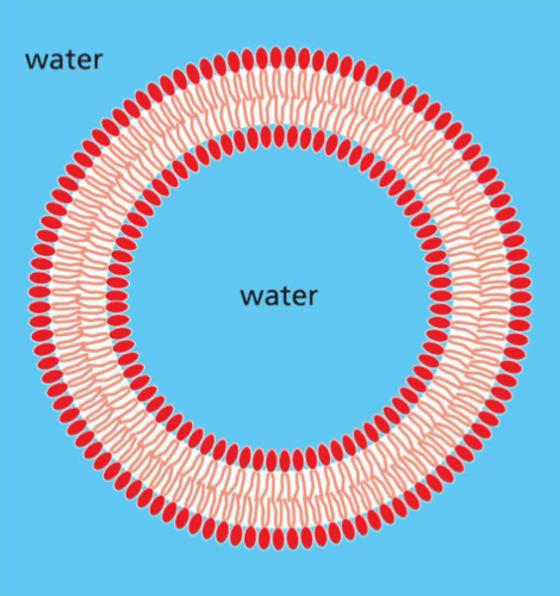 <p>liposomes</p>
