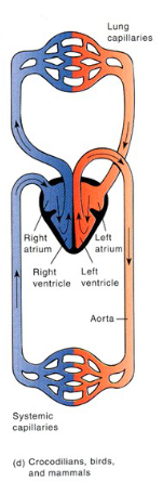 <p>4</p>