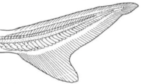 <p>unequal-lobed; vertebrae extends into upper (or lower) fin lobe; Chrondrichthyes, primative bony fishes (sturgeons, gars)</p>