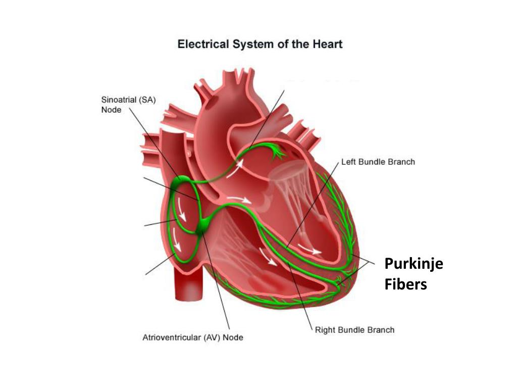 <p>purkinje fibers</p>