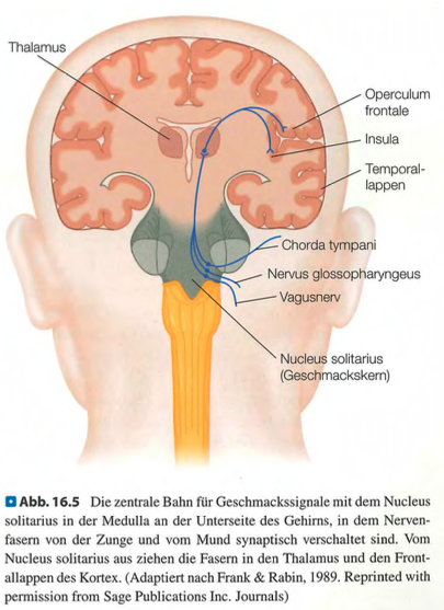<p class=""><span data-name="brain" data-type="emoji">🧠</span><strong> Kurzfassung:</strong><br>Geschmackssignale von den Geschmacksknospen werden über <strong>vier Hauptnerven</strong> zum Gehirn geleitet, im <strong>Hirnstamm</strong> (Nucleus solitarius) verarbeitet, passieren den <strong>Thalamus</strong> und erreichen den <strong>gustatorischen Kortex</strong> (Insula & Operculum).</p><div data-type="horizontalRule"><hr></div><p class=""><span data-name="clipboard" data-type="emoji">📋</span><strong> Langfassung:</strong></p><ul><li><p class=""><strong>Signalentstehung:</strong></p><ul><li><p class="">Chemische Substanzen → binden an Geschmackssinneszellen → <strong>elektrisches Signal</strong></p></li><li><p class="">Geschmackssinneszellen sitzen in <strong>Geschmacksknospen</strong> (50–100/Zelle), die in Papillen liegen</p></li></ul></li></ul><p class=""></p><ul><li><p class=""><strong>Weiterleitung über 4 Hauptnerven:</strong></p><ul><li><p class=""><strong>Chorda tympani:</strong> vordere Zunge (Spitze, Ränder)</p></li><li><p class=""><strong>N. glossopharyngeus:</strong> hintere Zunge</p></li><li><p class=""><strong>N. vagus:</strong> Mund, Rachen</p></li><li><p class=""><strong>N. petrosus major:</strong> weicher Gaumen</p></li></ul></li></ul><p class=""></p><ul><li><p class=""><strong>Zentrale Verarbeitung:</strong></p><ul><li><p class="">→ <strong>Nucleus solitarius</strong> (Hirnstamm)</p></li><li><p class="">→ <strong>Thalamus</strong> (Filter-/Verteilstation)</p></li><li><p class="">→ <strong>Primärer gustatorischer Kortex</strong>:</p><ul><li><p class=""><strong>Insula</strong></p></li><li><p class=""><strong>Operculum frontale</strong> (über Temporallappen)</p></li></ul></li></ul></li></ul><p class=""></p><p class=""><strong>Funktion:</strong><br>Diese Hirnareale verarbeiten <strong>Geschmacksqualität, Intensität und Kombinationen</strong>.</p>