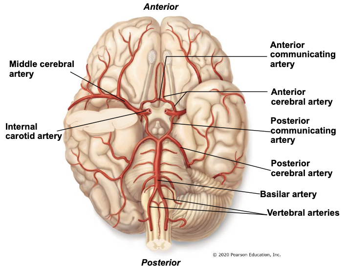 <ul><li><p>join to form <u>basilar artery</u></p></li><li><p>basilar artery gives off <u>left & right posterior cerebral arteries</u></p></li><li><p>posterior cerebral arteries connect to internal carotid arteries through <u>posterior communicating arteries</u></p></li></ul><p></p>