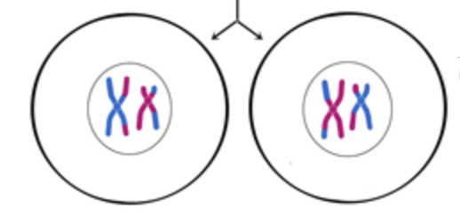 The cell divides 