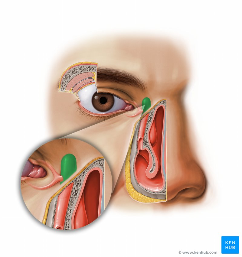 <p>Small sac-like structure at the anterior medial margin of the orbital floor</p><p>– It receives the lacrimal canaliculi</p>