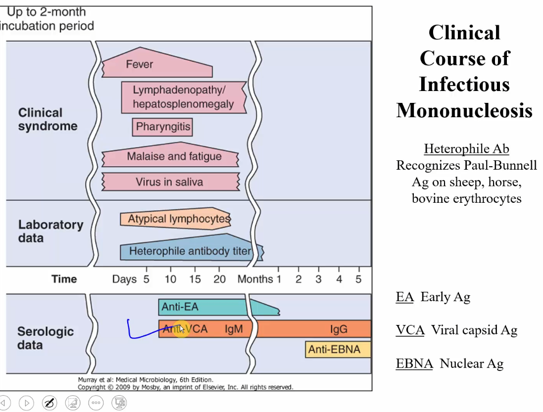 <p>months after clinical syndromes</p><p>IgM antibodies appear 10 days after clinical syndromes</p>