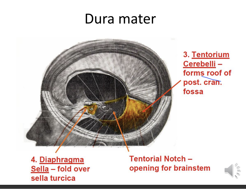 <p>forms the roof of posterior cranial fossa </p>