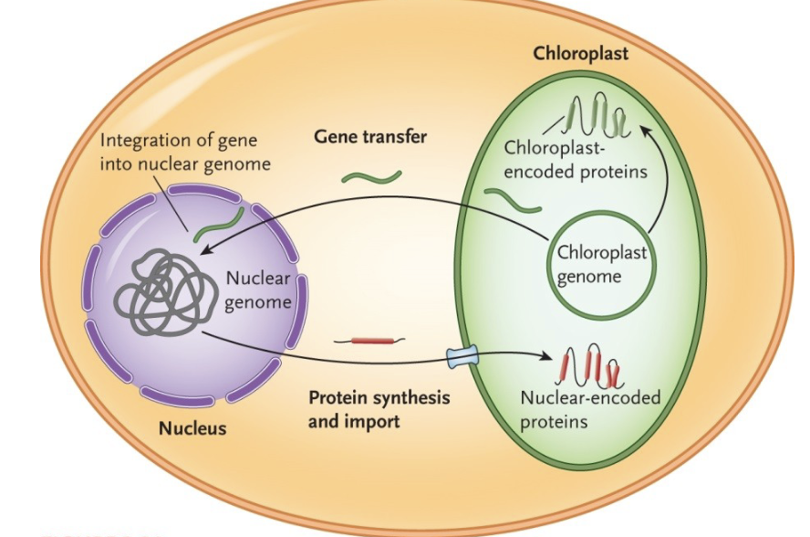 <p>Genes</p><p>Nucleus</p>