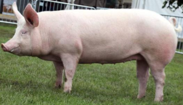 <p><span style="color: rgb(8, 7, 7);"><span>Origin: England</span></span><span style="color: rgb(8, 7, 7);"><br></span><span style="color: rgb(8, 7, 7);"><span>Color: White/pink +/- freckles</span></span><span style="color: rgb(8, 7, 7);"><br></span><span style="color: rgb(8, 7, 7);"><span>Body: Long body with Upright Ears</span></span><span style="color: rgb(8, 7, 7);"><br></span><span style="color: rgb(8, 7, 7);"><span>Traits: Superior milkers, large litters, rapid growth</span></span></p>