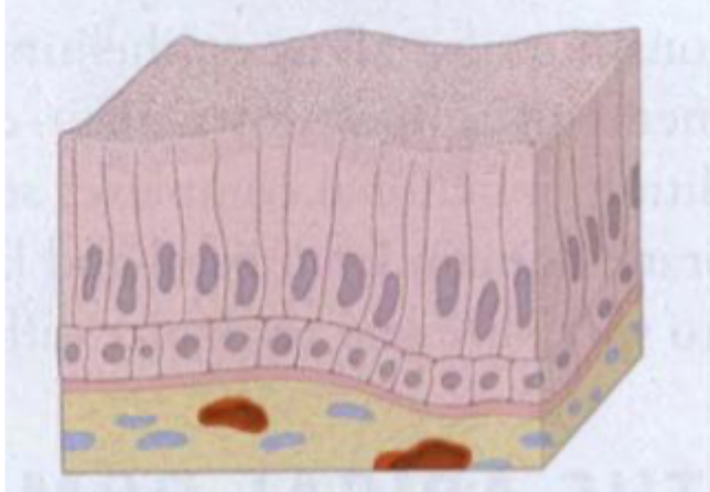 <p>Hvor findes stratifed columnar epithel?</p>
