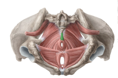 <p>What are the different pelvic floor muscles and label ethem on the diagram. What do they do:</p><ol><li><p><span style="background-color: transparent;"><span>Ureatrhal canal </span></span></p></li><li><p><span style="background-color: transparent;"><span>Vaginal canal</span></span></p></li><li><p><span style="background-color: transparent;"><span>Rectal canal</span></span></p></li><li><p><span style="background-color: transparent;"><span>Puboccoygeus</span></span></p></li><li><p><span style="background-color: transparent;"><span>Iliococcygeus</span></span></p></li><li><p><span style="background-color: transparent;"><span>Psoas </span></span></p></li><li><p><span style="background-color: transparent;"><span>iliacus</span></span></p></li></ol><p></p>