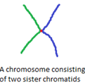  which statement describes the chromosomes
shown in the figure?
69