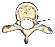 <p><span>The part identified in this figure is the:</span></p>