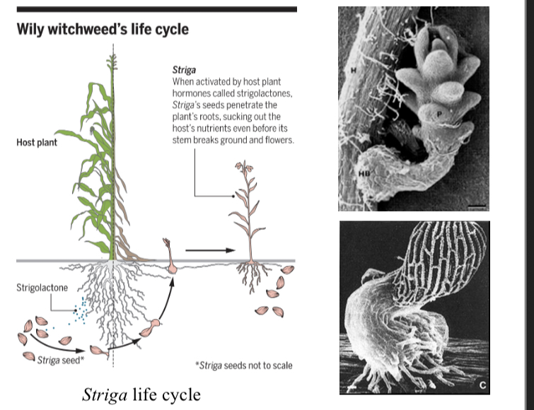 <p>-important pest on the roots of crop plants like corn in Africa</p><p>-Reduces crop yields and costs millions of dollars per year </p><p>-Life cycle image</p>