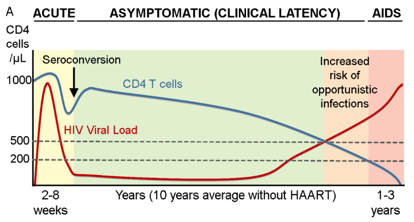 
1. acute
2. asymptomatic (clinical latency)
3. aids 