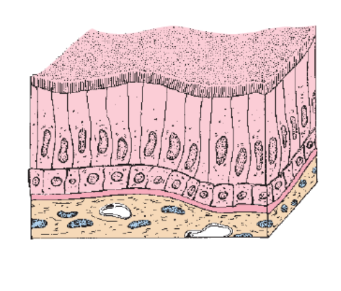 <p>Identify the Epithelium </p>