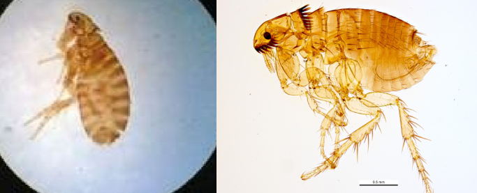 <p>Ctenocephalides felis/cat flea - common blood-feeding flea. cats, dogs. dead end humans. itching. tapeworms NATHANIEL </p>