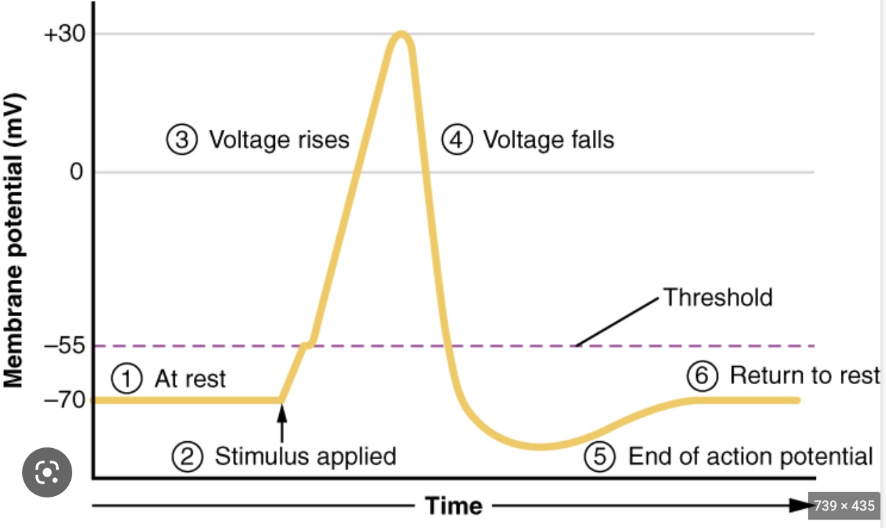 <p>Draw and label all steps of an action potential including the ion channels being used at each step</p>