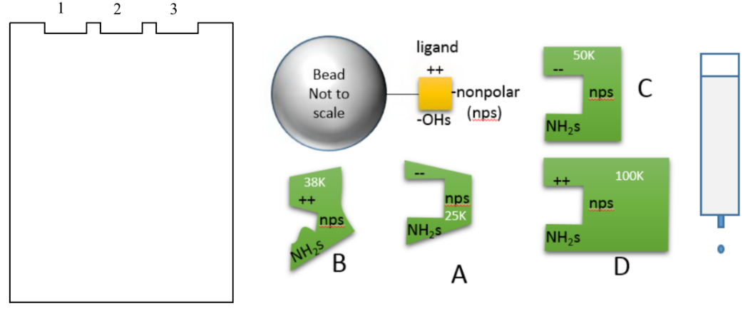 An affinity column is used to separate a mixture of 4 proteins, A-D. The ligand attached to the bead has the molecular characteristics shown (++, non-polar, OHs) in the geometry depicted (see picture).

The fall through fraction and the proteins that bound to the ligand on the column were then eluted through an SDS-PAGE gel. Lane 1 was the protein mixture, lane 2 was the “fall through” from the column, and lane 3 was the material eluted with the free ligand.

What would be expected for lane 3 (choose one)?

* Proteins A and B
* Proteins A and C
* Proteins B and D