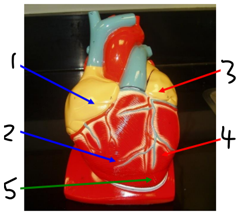 <p><span>Name structure 4 (chamber)</span></p>