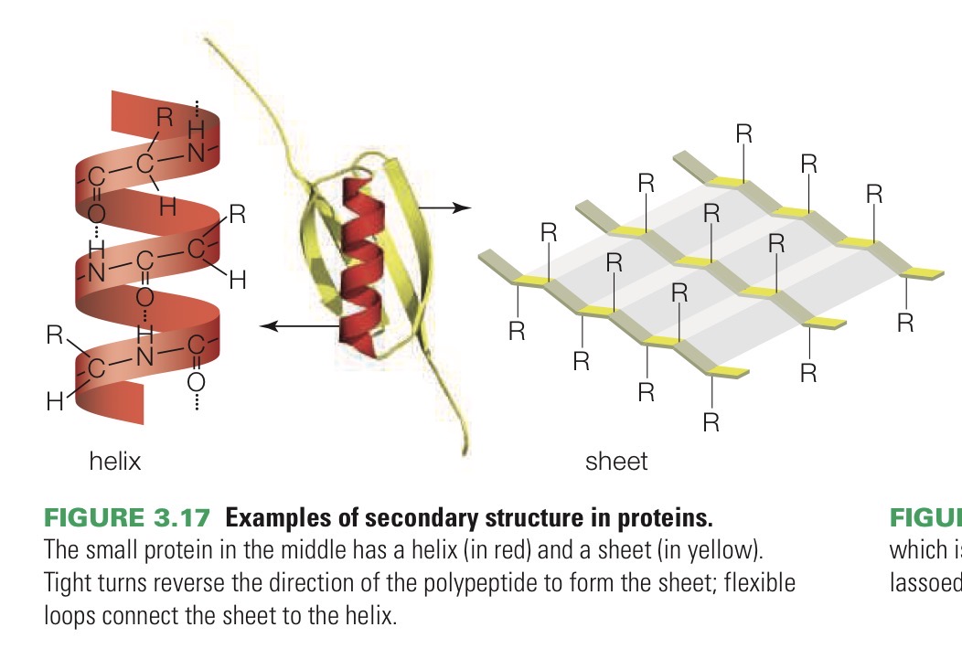 <p>Helices and sheets. These patterns arise when hydrogen bonds that form between amino acids make the polypeptide twist and turn.</p>