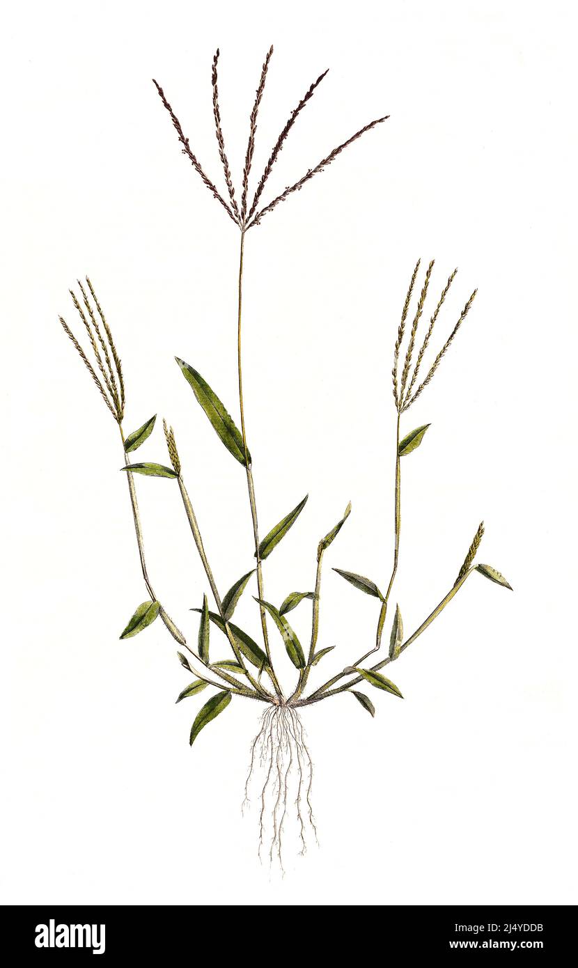 <p><span>&nbsp;Warm-season annual grassy weed with coarse, light green leaves and spreading habit.</span></p>