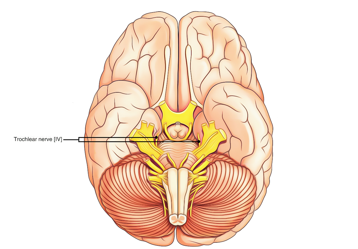 <p>trochlear (IV)</p>