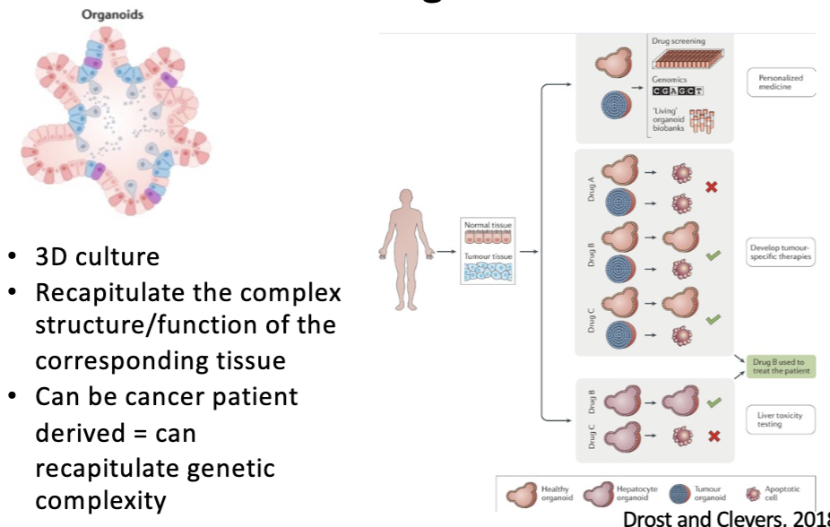 <p>Outline uses of cell culture models in cancer research:</p><p>human organoids</p>