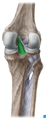 <p>A key ligament in the knee that connects the femur to the tibia, playing a crucial role in stabilizing the knee joint and preventing excessive backward movement of the tibia. </p>