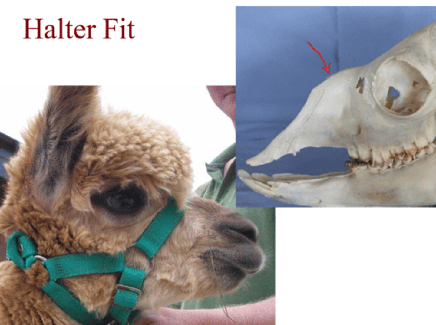 <p>-Need very high fit as they have a short nasal bone</p><p>-They are obligate nose-breathers so it must be on the bony bridge</p>