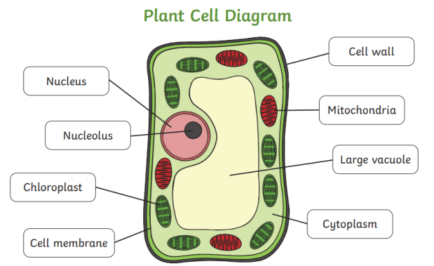 <p>structure of a cell wall</p>