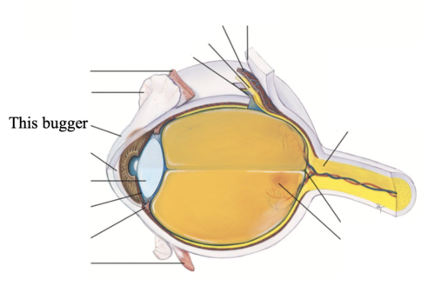 <p>The clear tissue that covers the front of the eye</p>