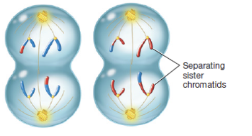 <p>third phase of meiosis II in which sister chromatids separate to opposite poles</p>
