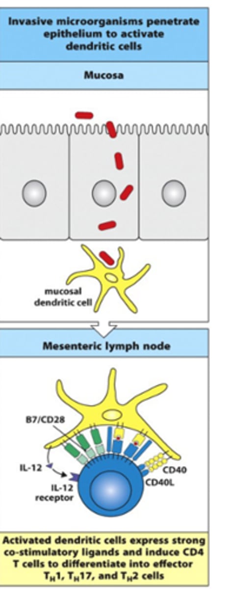 <p>- Invasive microorganisms penetrate the epithelium/come in through M cells to activate dendritic cells</p><p>- Dendritic cell takes in pathogen, processes and puts out on MHCII</p><p>--&gt; Recognises PAMPs through PRRs and snaps dendritic cell out of 'lazy' state</p><p>--&gt; Danger signals on APC are upregulated</p><p>--&gt; Expresses co-stimulatory signals, e.g B7/CD28, IL-12, CD40</p><p>--&gt; Activation of T cells depends on the cytokine signal released</p><p>- Induce CD4+ T cells to differentiate into effector TH1, TH17 and TH2 cells</p>