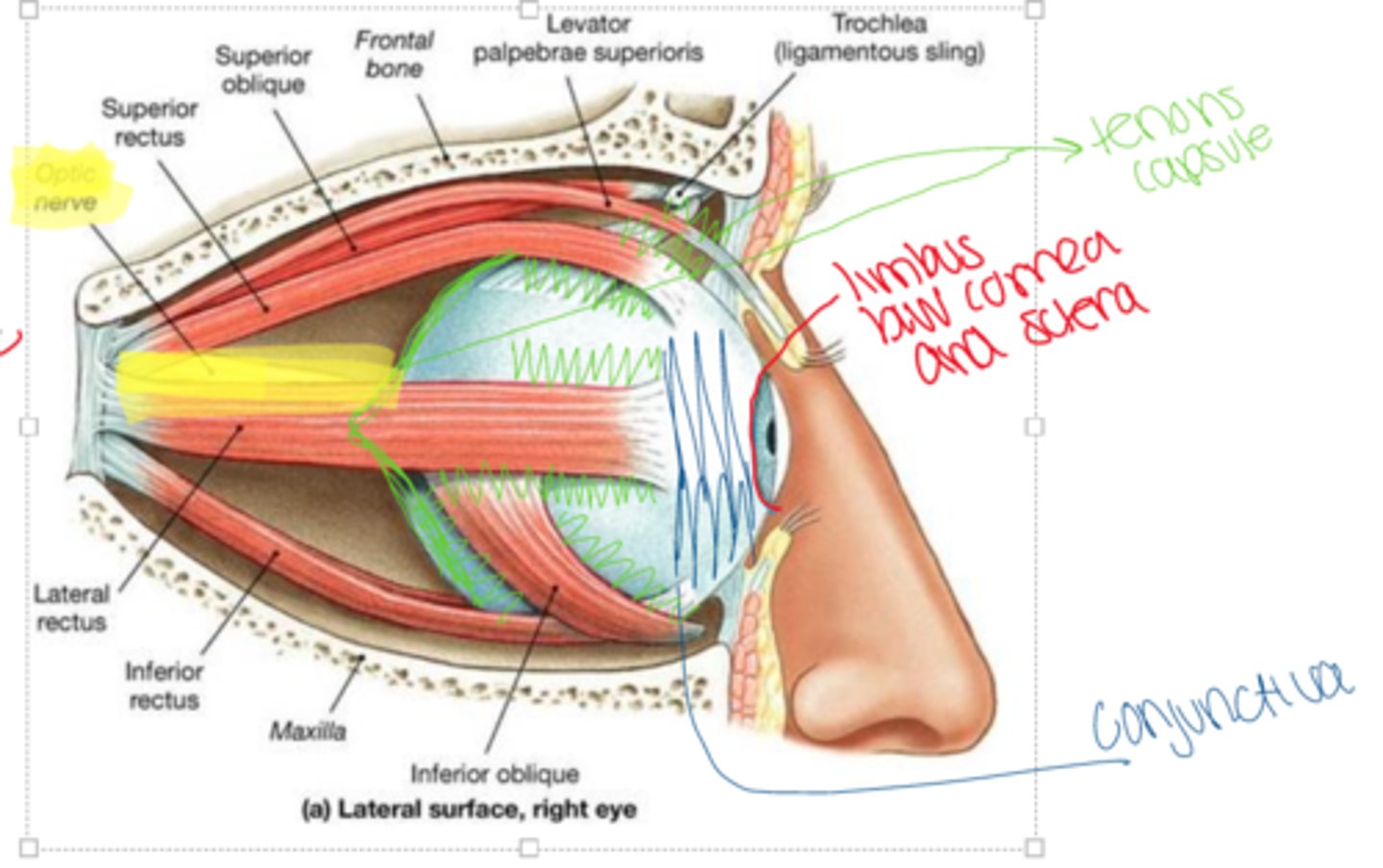 <p>sheet of dense connective tissue that covers the sclera</p><p>anteriorly merges with the sclera and conjunctiva at limbus but posteriorly continuous with dural sheath of ocular nerve</p>