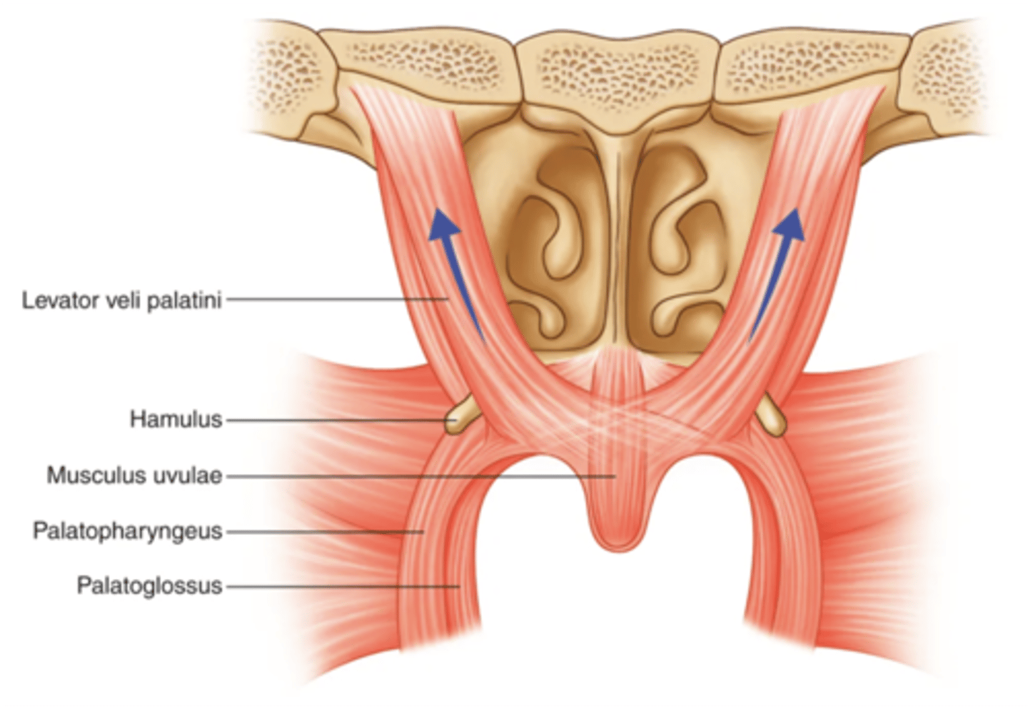 <p>Vagus nerve</p>
