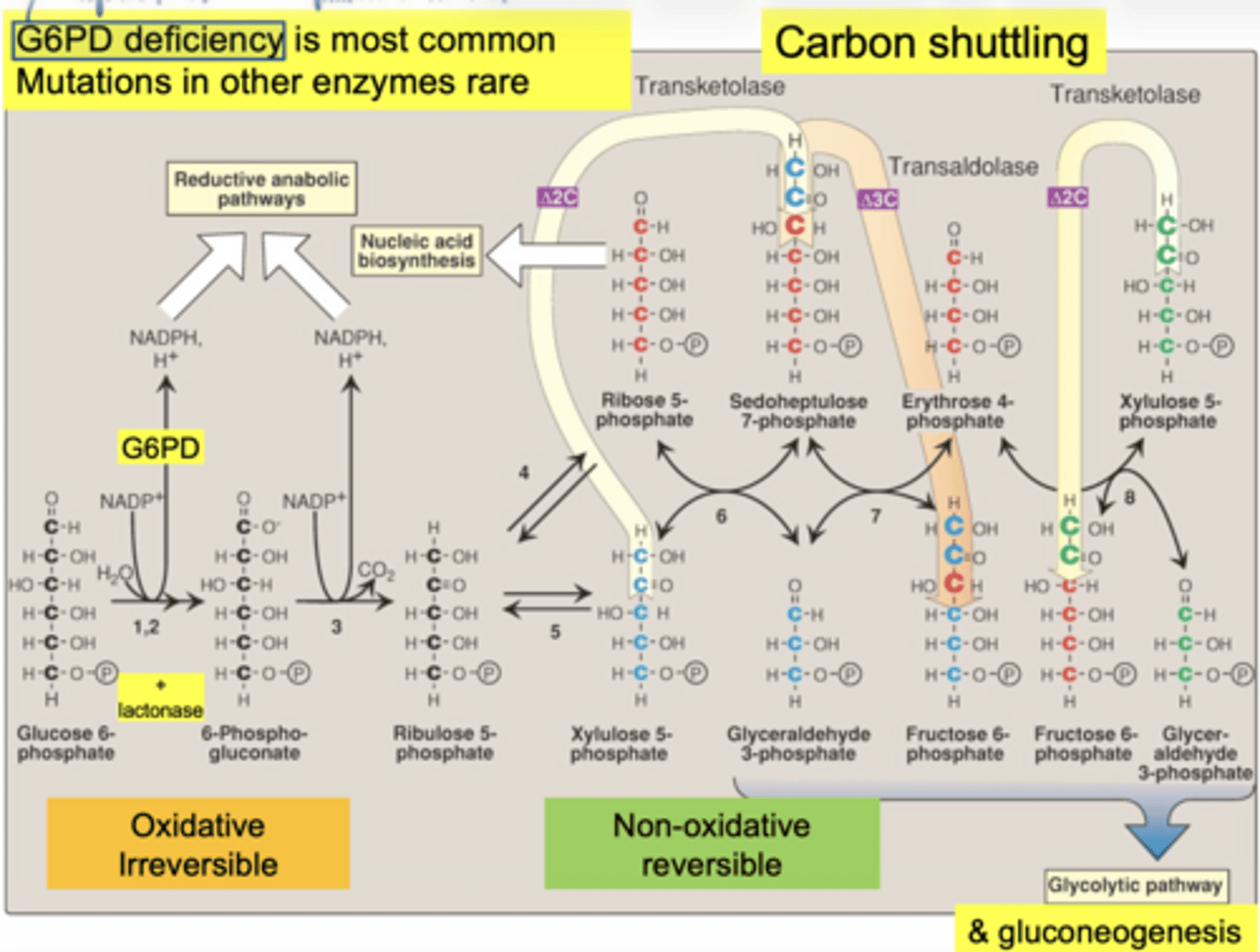 <p>G6PD deficiency... mutations in other enzymes are rare</p>