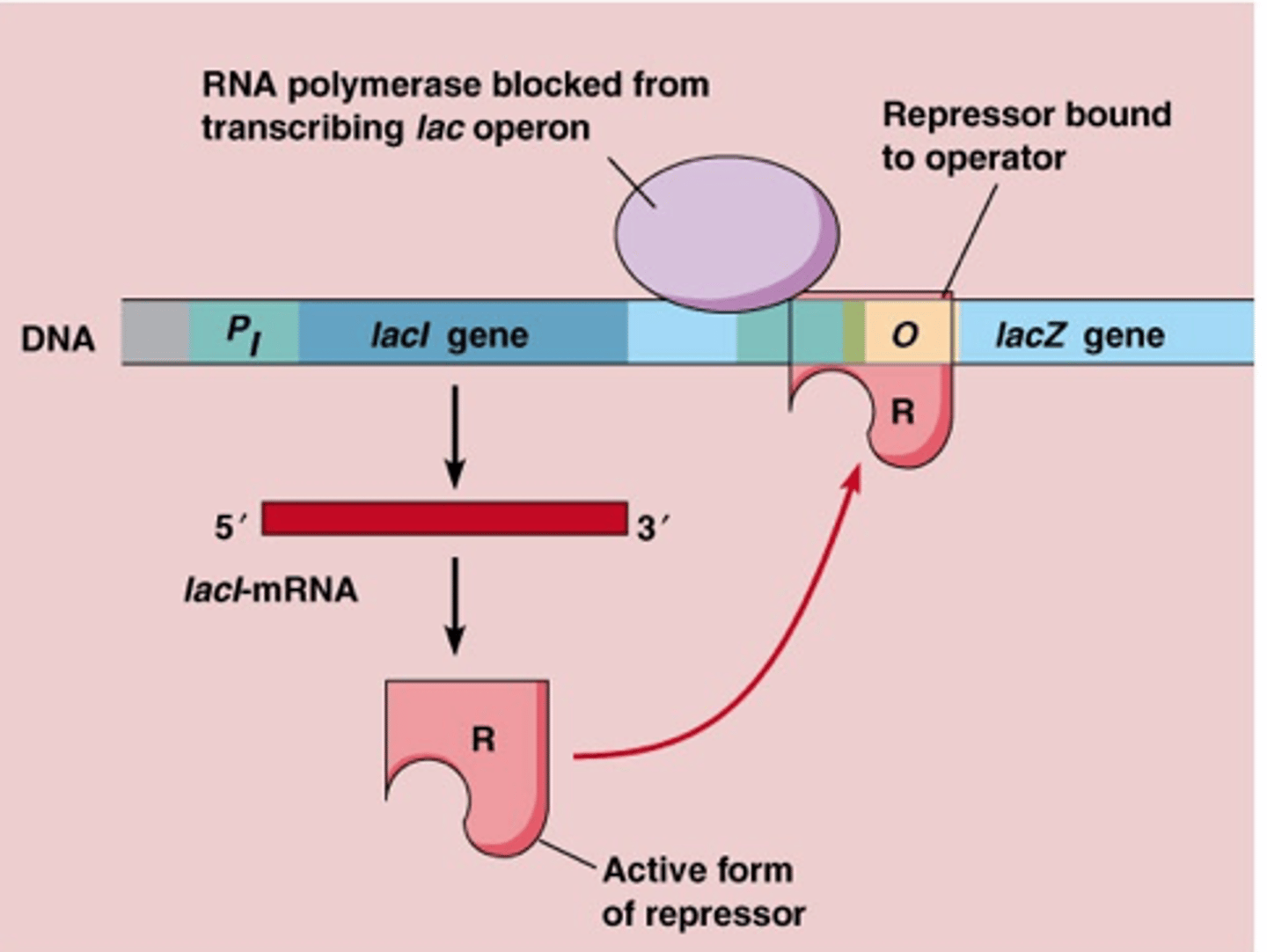 <p>regulatory region where the repressor binds only regulates promotor its attached to in DNA (cis)</p>