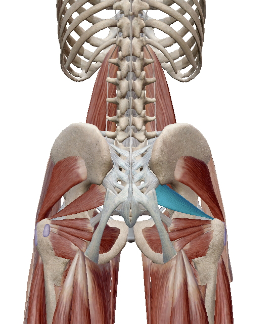 <p>Identify the highlighted muscle</p>