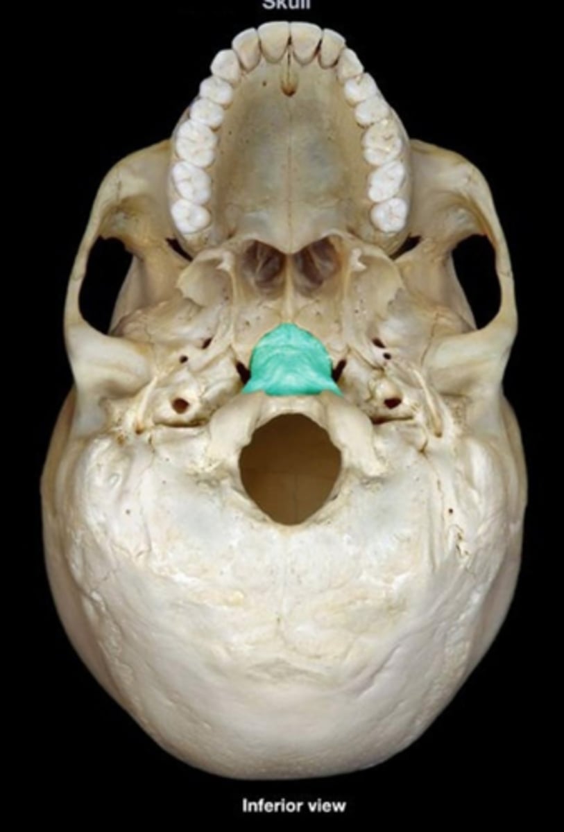 <p>thick, square projection anterior to the foramen magnum, articulates with petrous portion of both TEMPORALS and with SPHENOID via sphenooccipital suture</p>