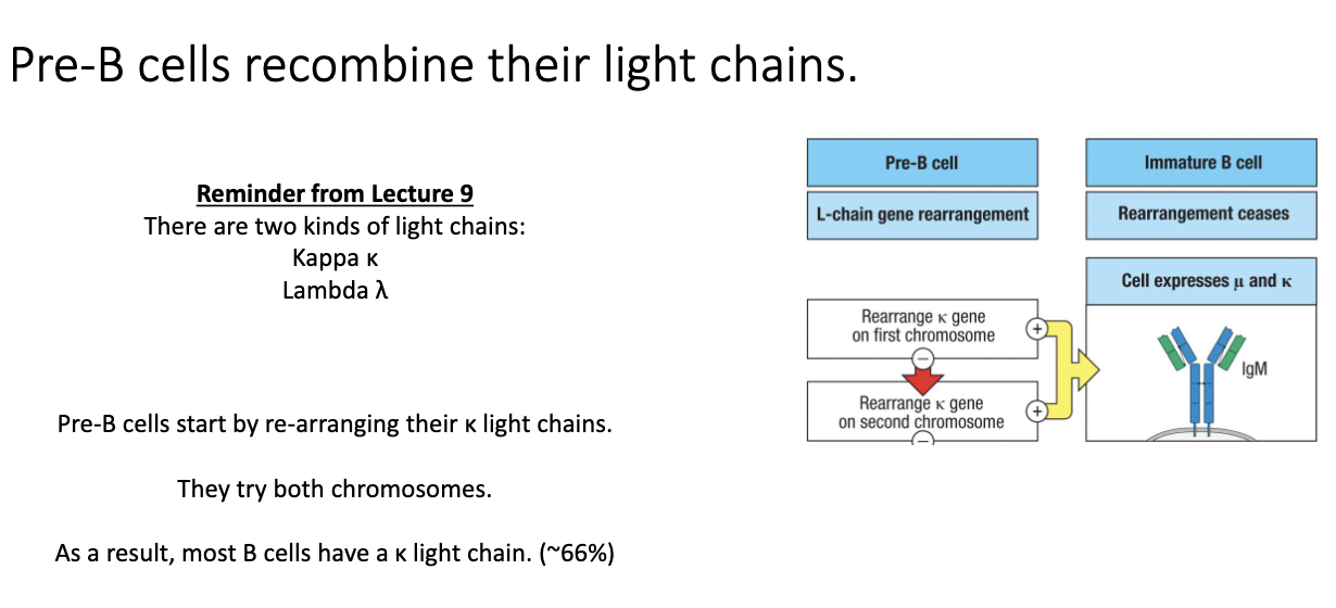 <ul><li><p>Small pre-B cells begin <strong>light-chain recombination</strong>.</p></li><li><p>Two light-chain types: <strong>κ (kappa)</strong> and <strong>λ (lambda)</strong>.</p></li><li><p>Cells always try <strong>κ first</strong> on both chromosomes.</p></li><li><p>Most B cells end up expressing <strong>κ</strong>:</p><ul><li><p>Humans: ~66–75% κ</p></li><li><p>Mice: ~95% κ</p></li></ul></li><li><p><strong>Diagnostic use:</strong></p><ul><li><p>B-cell cancers skew κ:λ ratio.</p></li><li><p>κ-tumor → very high κ percentage.</p></li><li><p>λ-tumor → very high λ percentage.</p></li></ul></li><li><p>Successful κ rearrangement → IgM heavy chain (μ) + κ light chain → <strong>functional antibody</strong>.</p></li></ul><p></p>