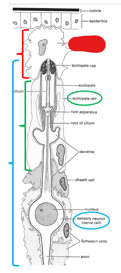 <p>what is this portion of the scolopidium (making up chordotonal organs) called?</p>