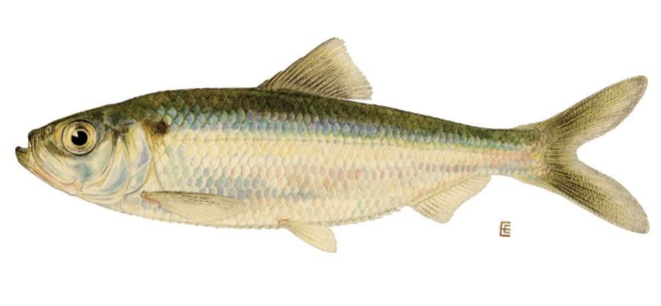 <p>Alosa pseudoharengus</p>