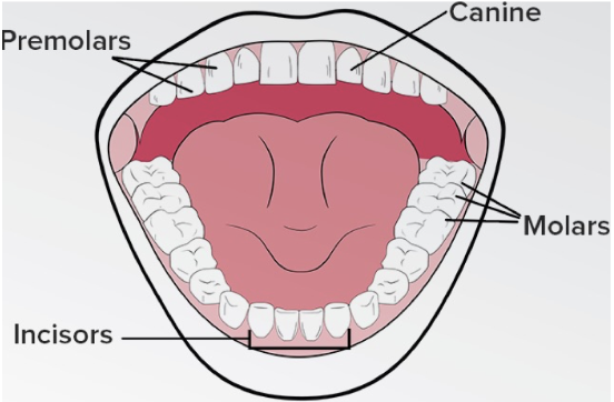 knowt flashcard image