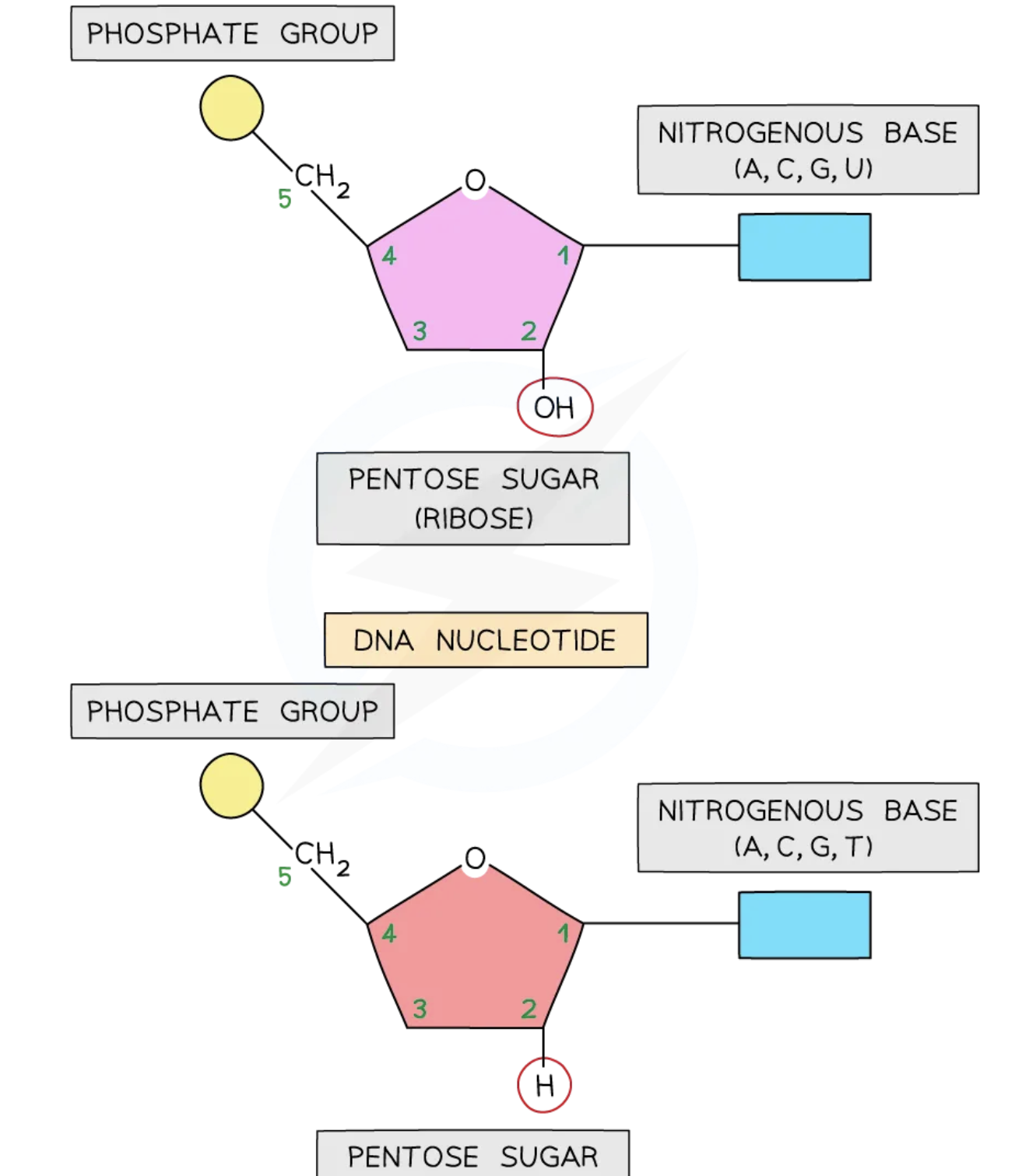 <ul><li><p>OH → RNA</p></li><li><p>H → DNA</p></li></ul><p></p>