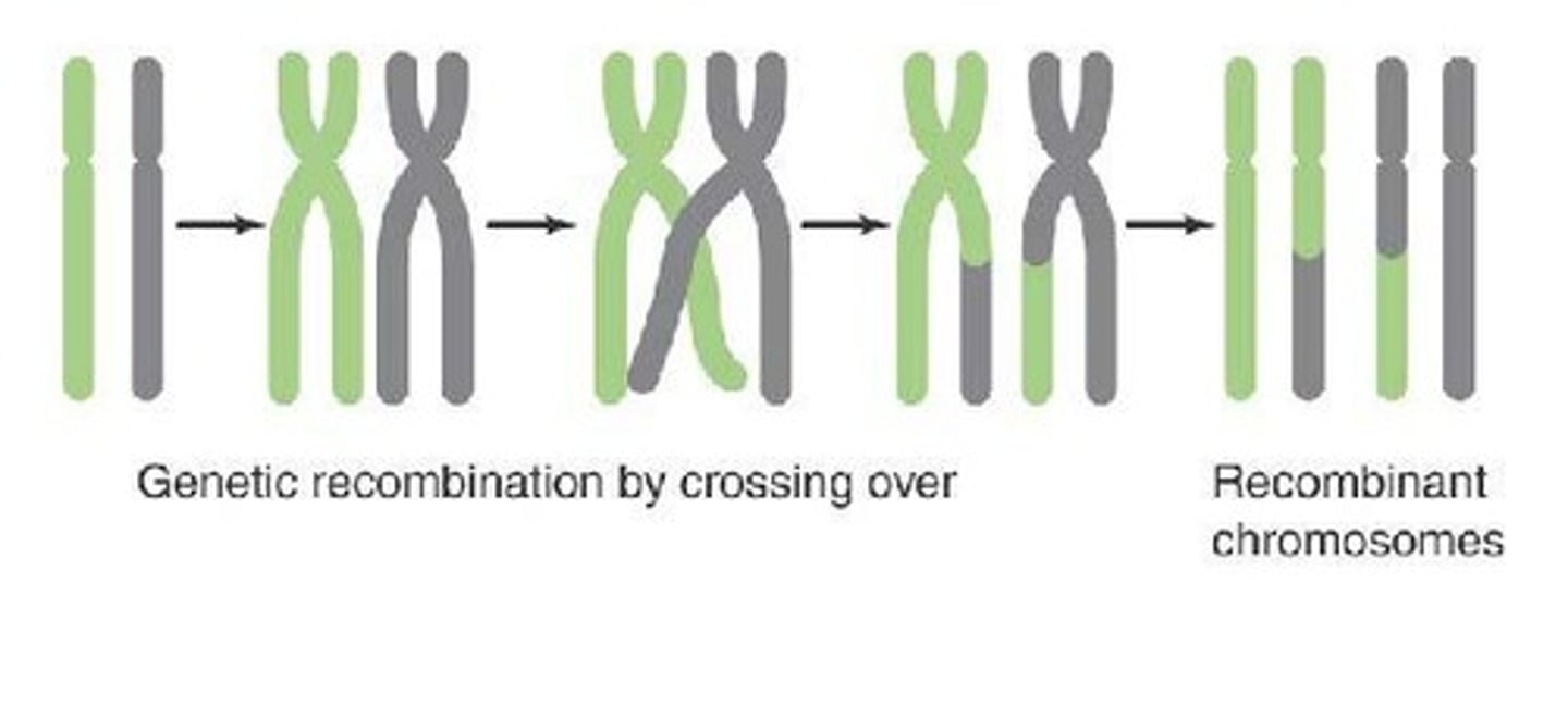 <p>Duplicated homologous chromosomes line up and recombine by crossing over.</p>